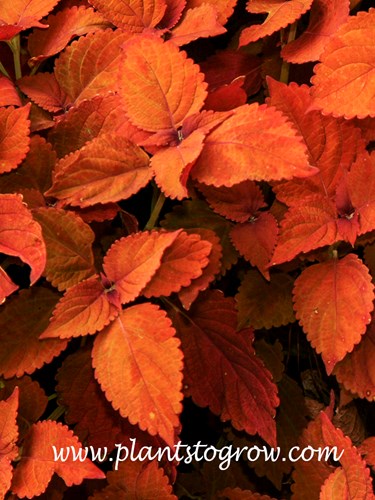 Coleus Sedona